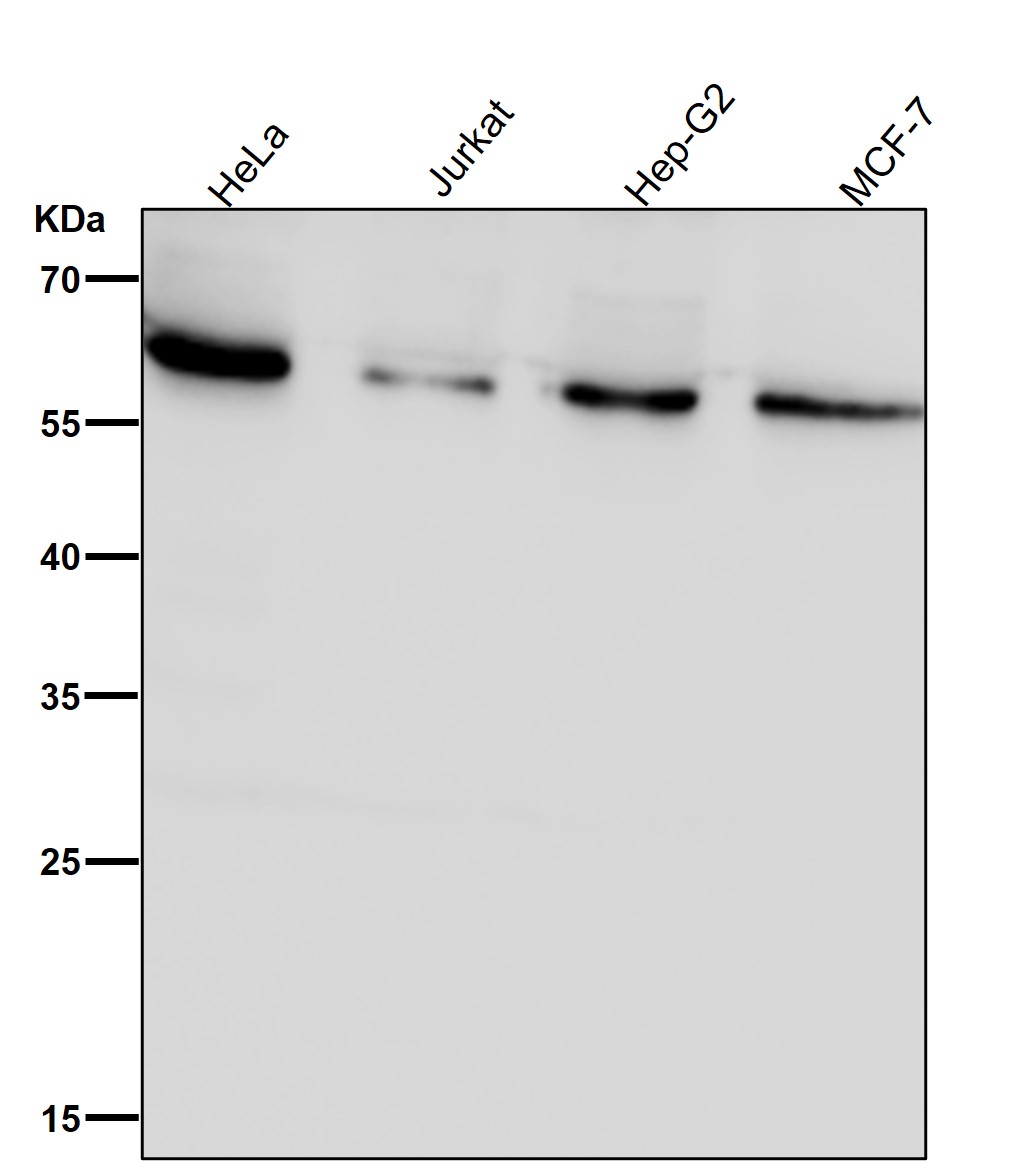 SYVN1/HRD1