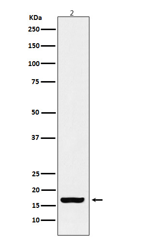 Histone H3(acetylK18)