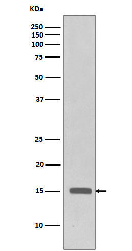 Histone H3(trimethylK27)