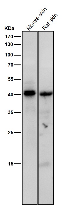 Phospho-PKAC(Thr197)
