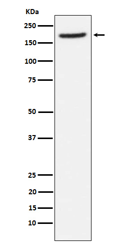 Aminopeptidase A/CD249
