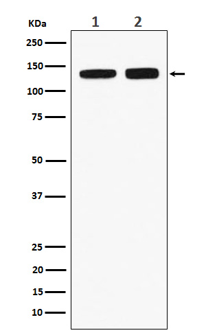 RNF40