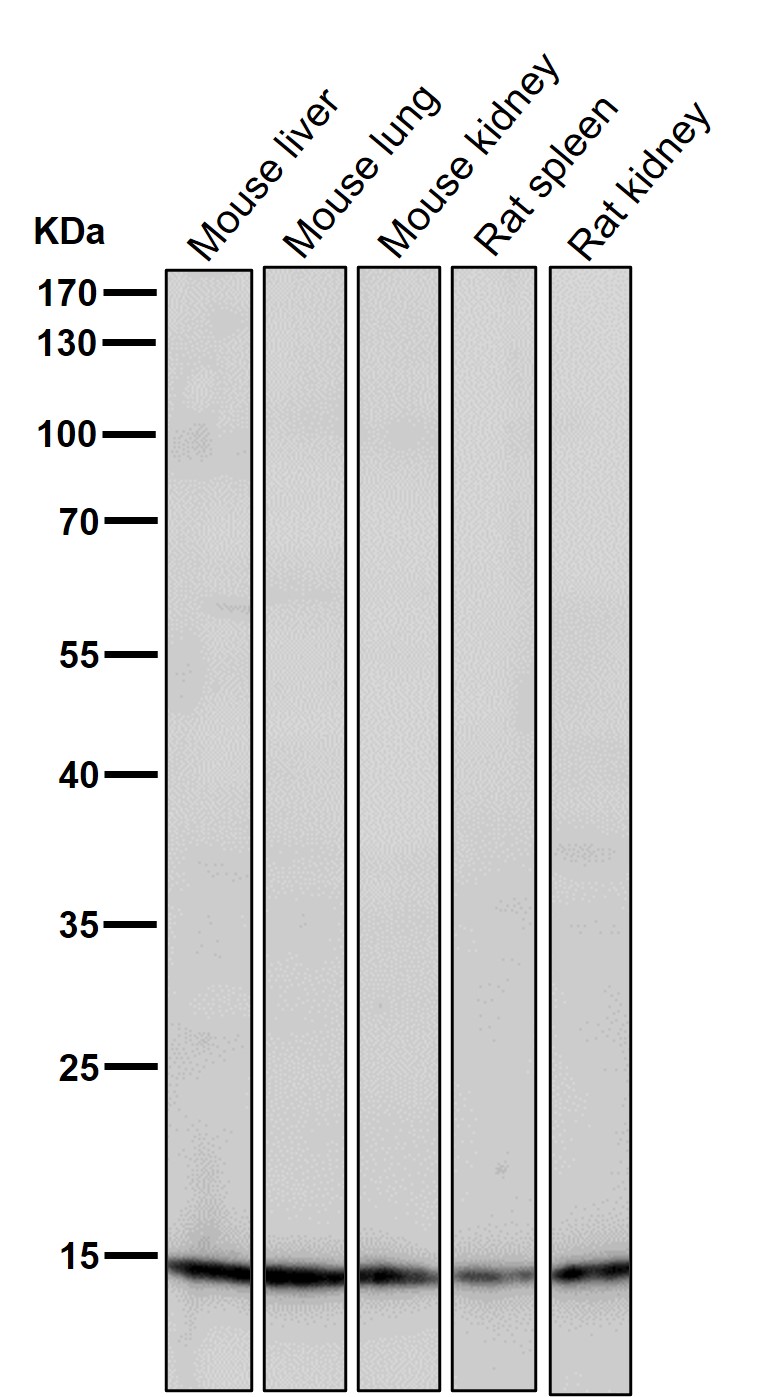 Histone H3(acetylK23)