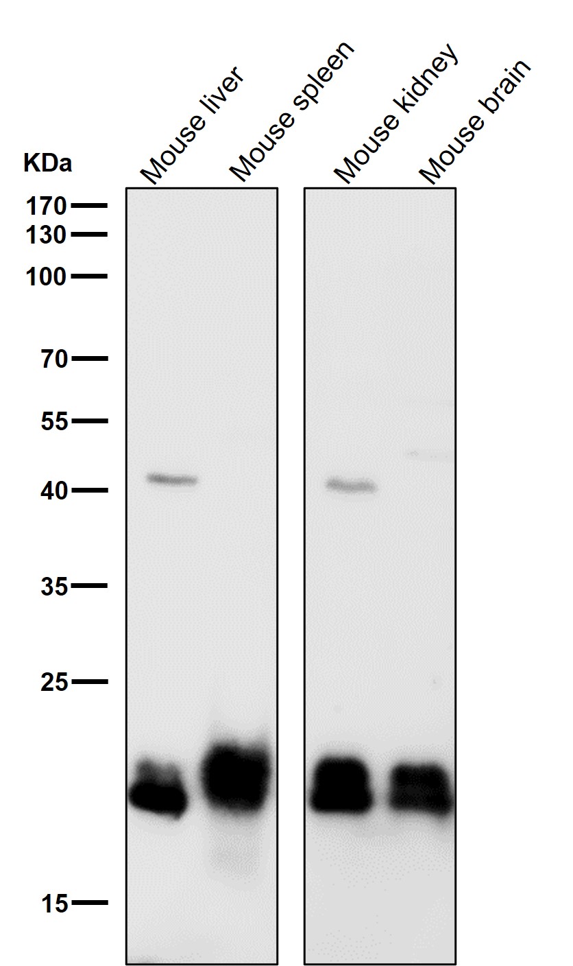 SRSF3