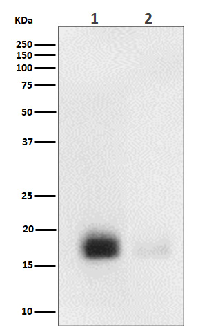 Phospho-eIF4EBP1/2/3(T46+T46+T32)