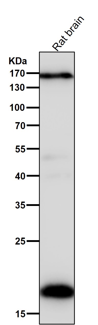 Pleiotrophin