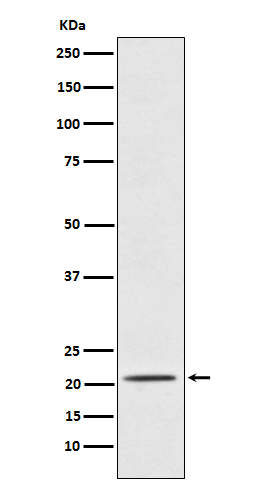 Placental Protein14/PAEP