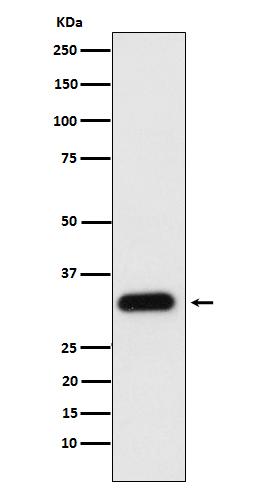 Apolipoprotein F