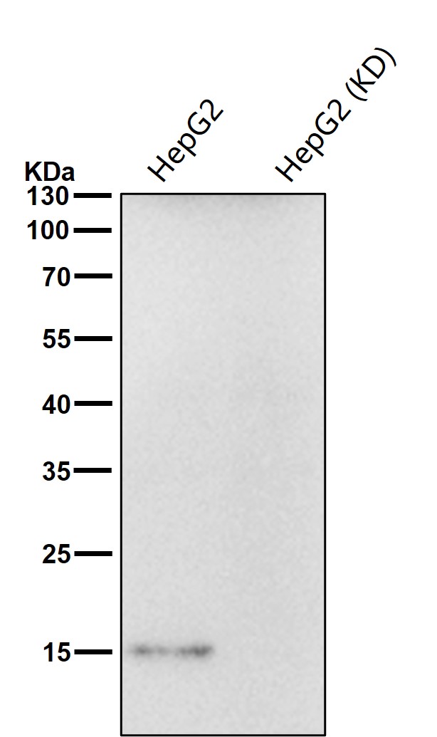 Rabbit Monoclonal to ISG15