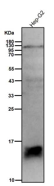 Rabbit Monoclonal to ISG15