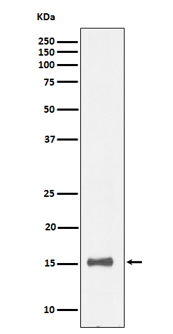 IL13