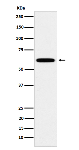 HSF2