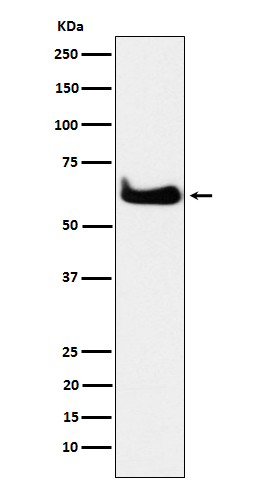 TCP1 alpha