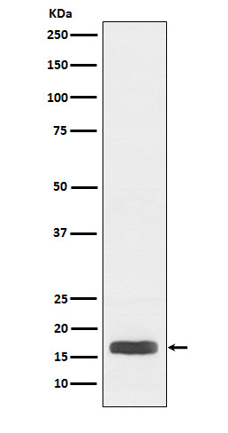Rabbit Monoclonal to Histone H3(acetylK27)