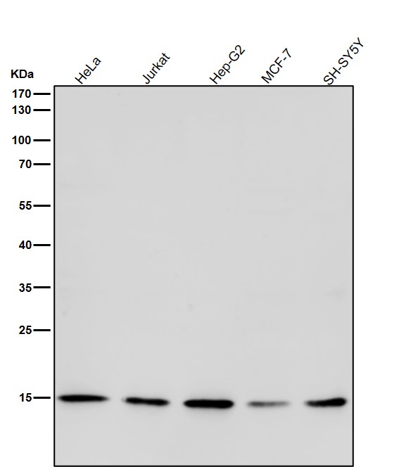 Rabbit Monoclonal to Histone H3(acetylK27)