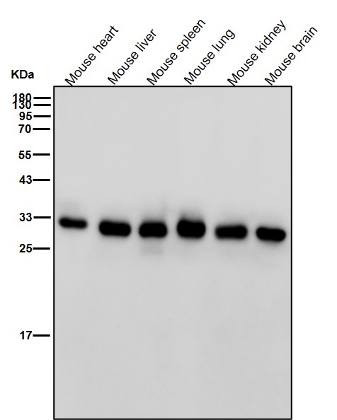 Rabbit Monoclonal to PSMD14