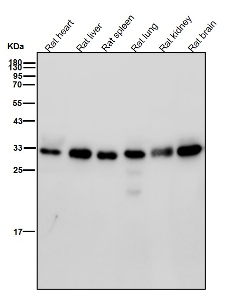 Rabbit Monoclonal to PSMD14