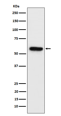 SynapsinII