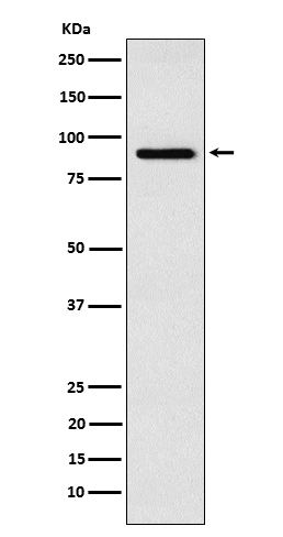 RSK4