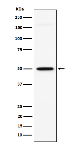 GPA33