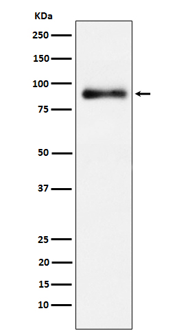 Lactoferrin