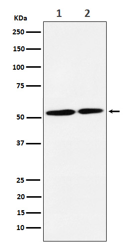 NRG3