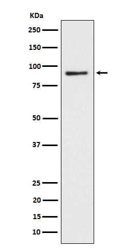 CD239