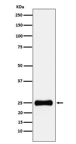 PSMA2