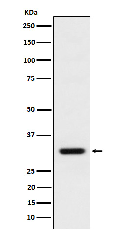 BCL2L12