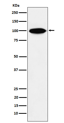 KIFAP3