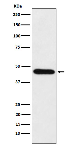 CDC123