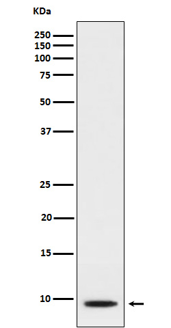 CXCL5