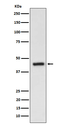EDG3