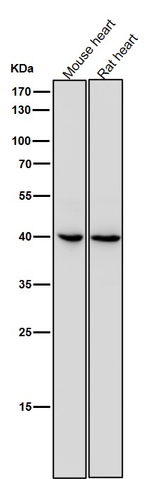 Rabbit Monoclonal to IL11RA