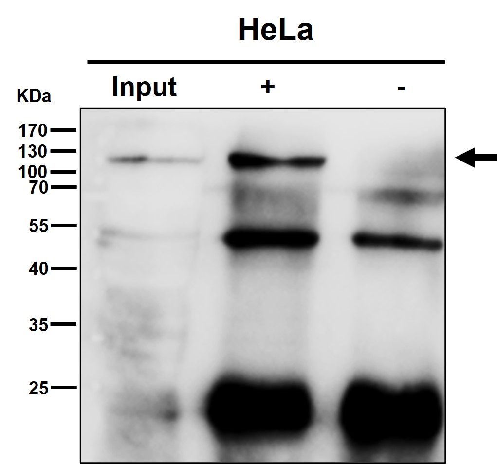 Rabbit Monoclonal to eIF3B