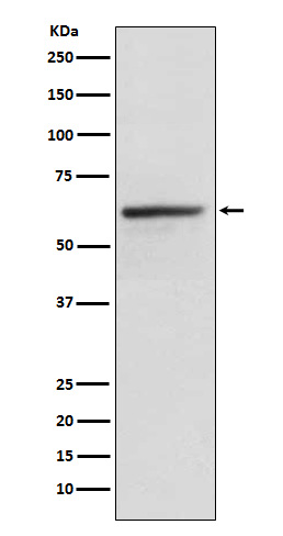 KLC1