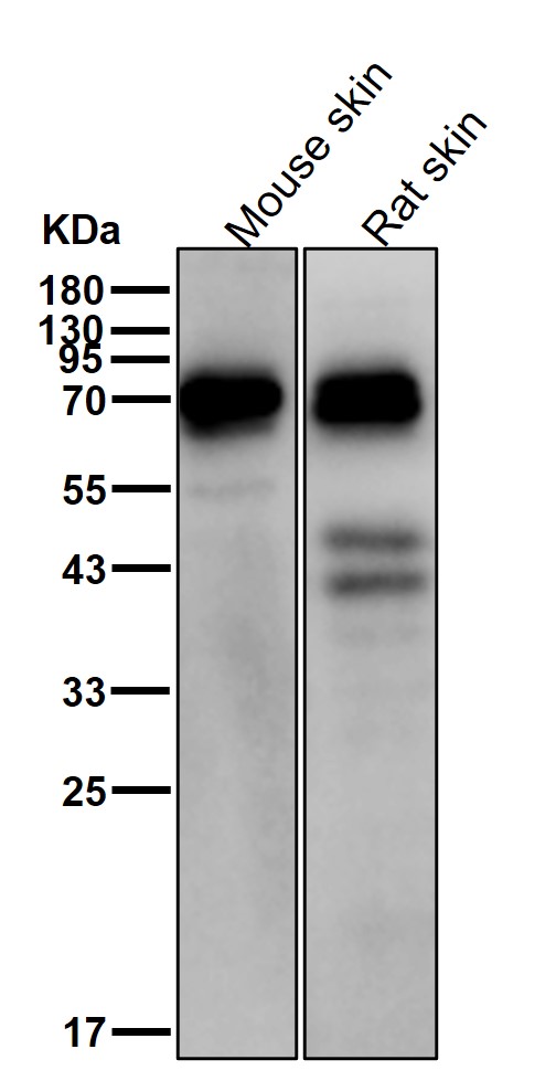 Rabbit Monoclonal to DOK1