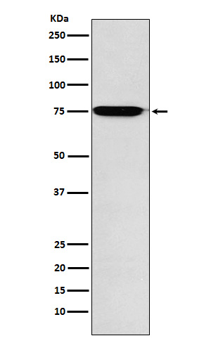Rabbit Monoclonal to GAA