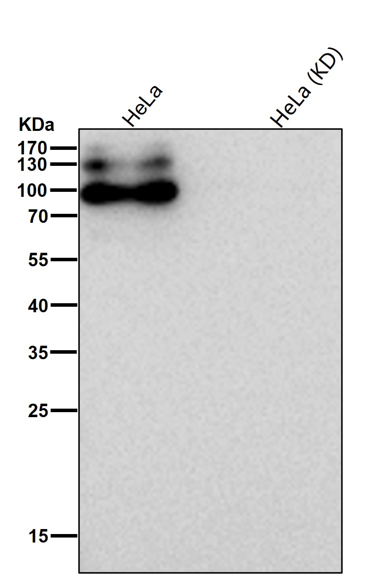 Rabbit Monoclonal to APLP2