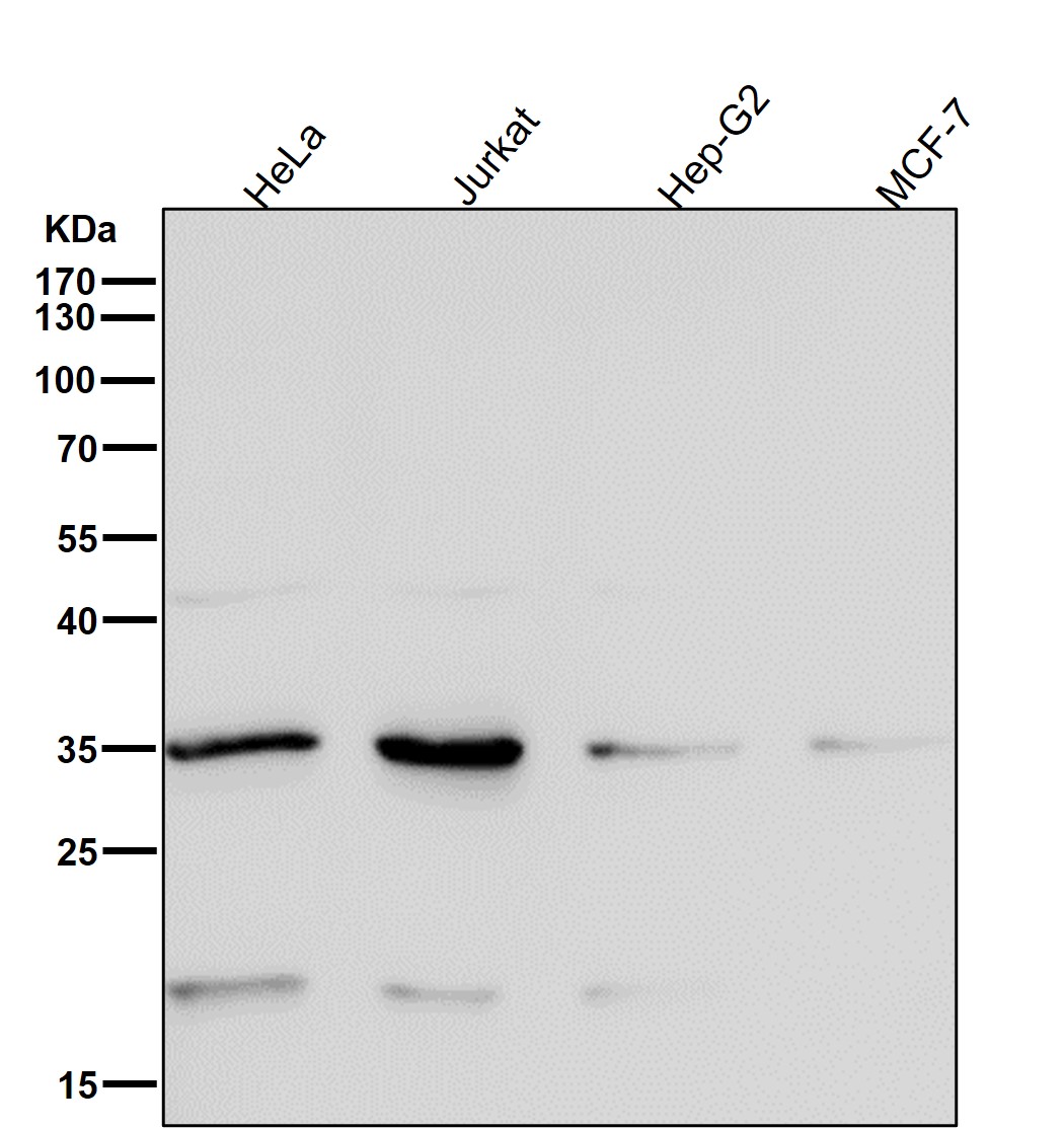Rabbit Monoclonal to Alpha SNAP