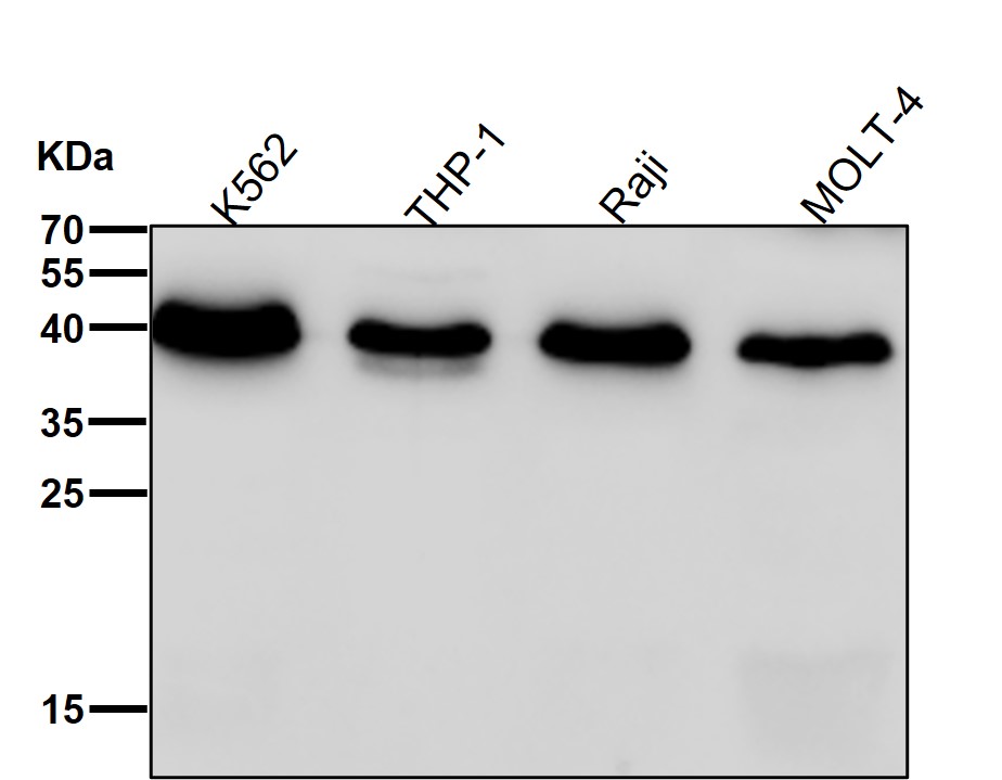 Rabbit Monoclonal to VEGFD