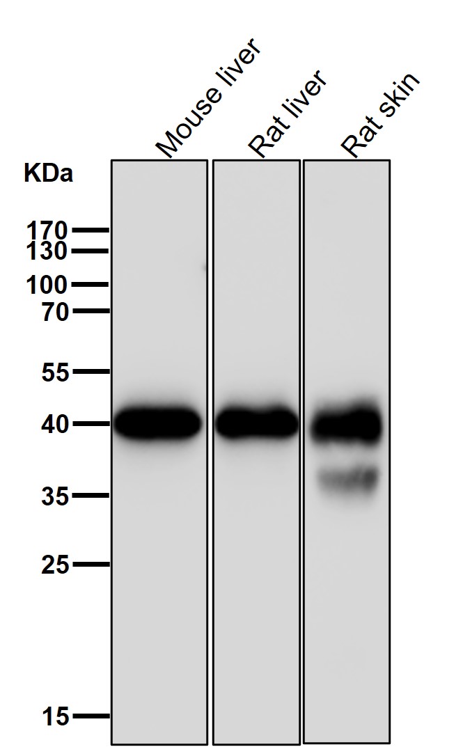 Rabbit Monoclonal to VEGFD