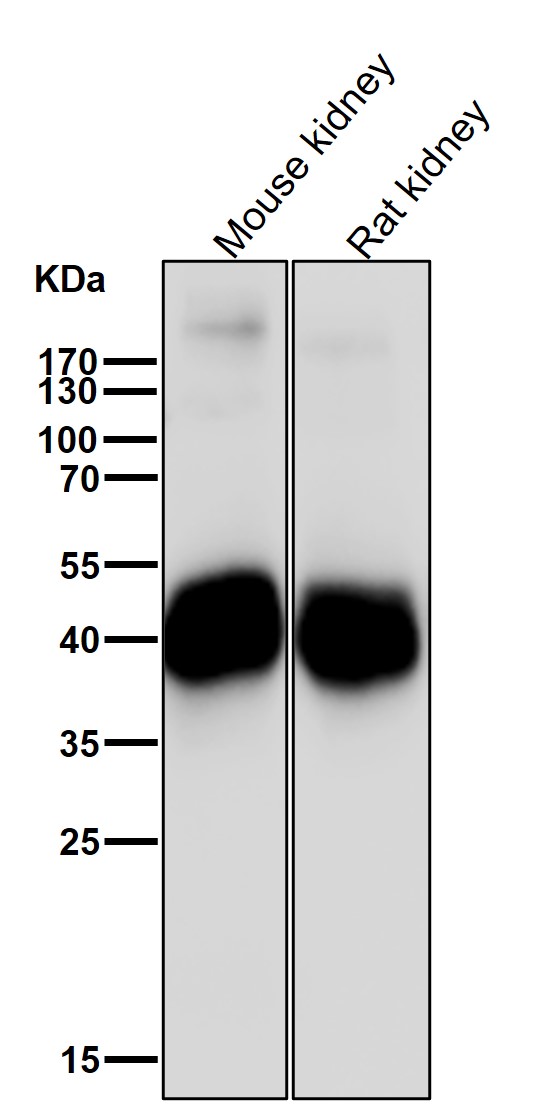 Rabbit Monoclonal to VEGFD