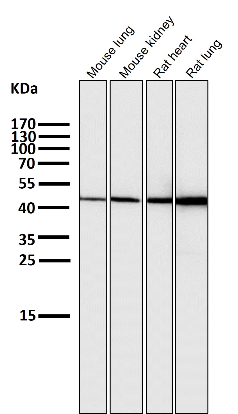 HMGCS2