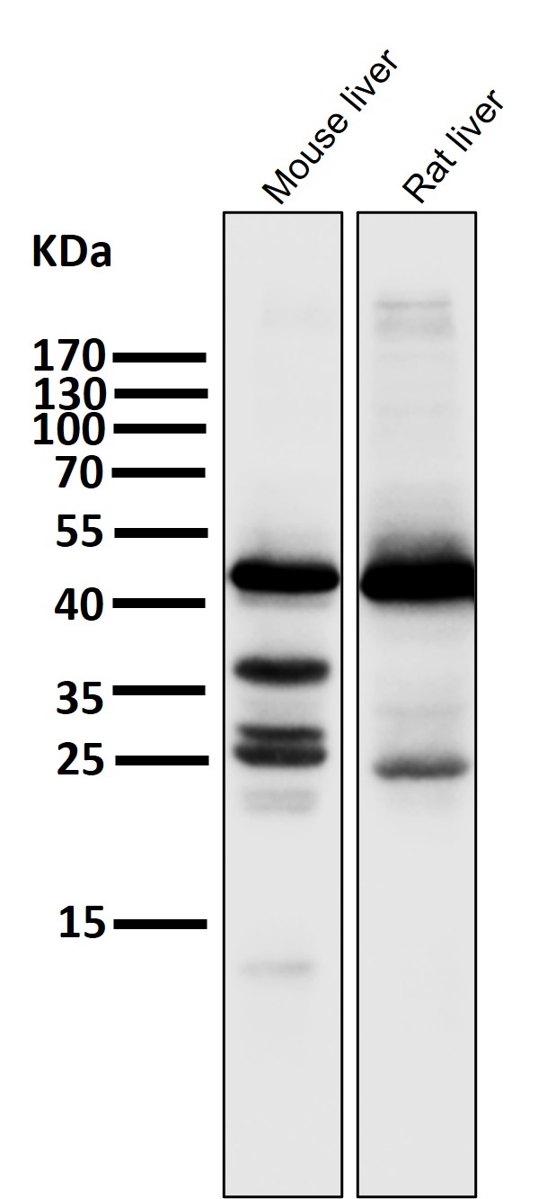 Rabbit Monoclonal to HMGCS2