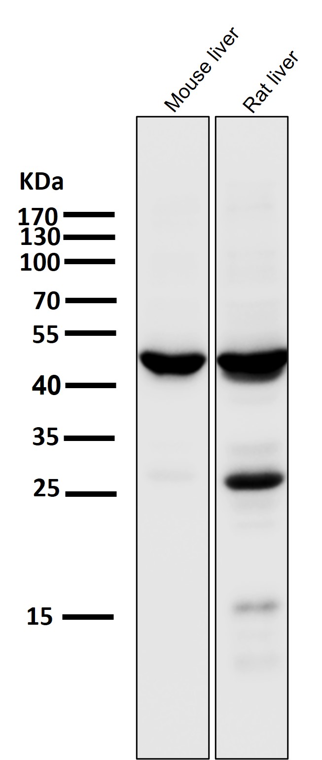 Rabbit Monoclonal to HMGCS2
