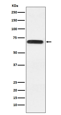 RGAP1