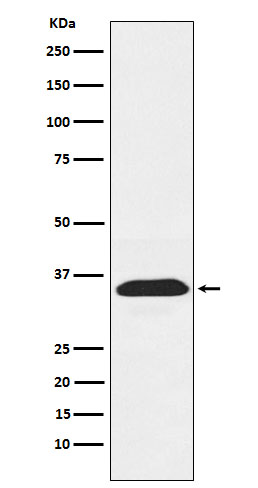 PEX19