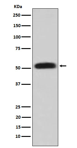 Glycerol kinase