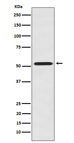 FMO3
